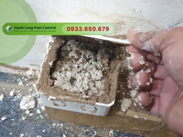 Diệt mối bằng muối