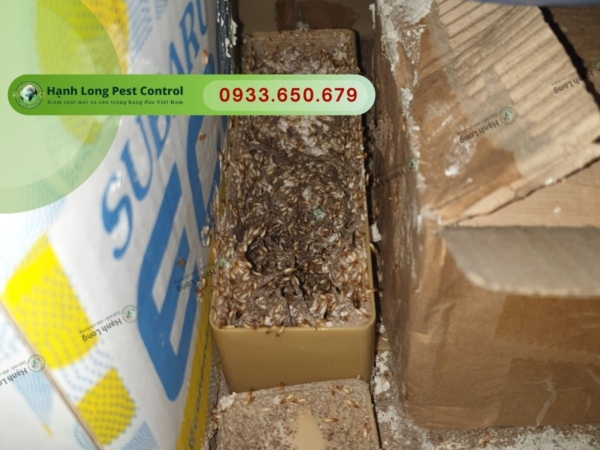 Diệt mối quận 4