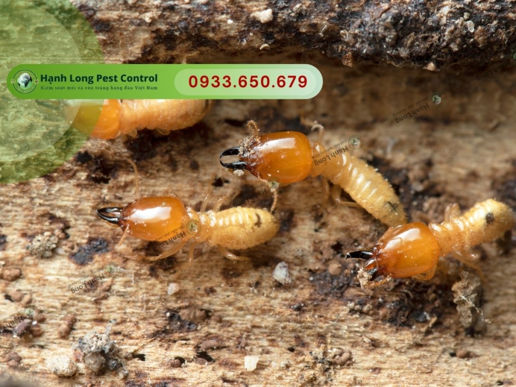 Diệt mối Vũng Tàu tận gốc
