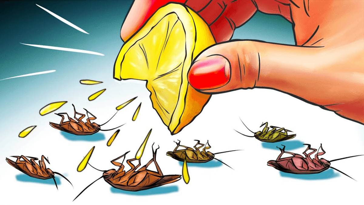 Cách diệt côn trùng trong nhà - đuổi gián