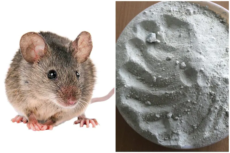Làm thuốc diệt chuột bằng xi măng và gạo
