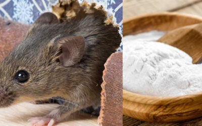 Cách làm thuốc diệt chuột tại nhà. Đuổi chuột ra khỏi nhà vĩnh viễn bằng khoai tây và thạch cao