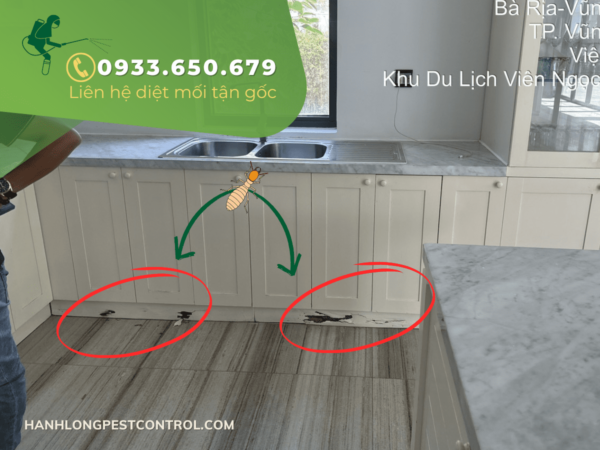Mối bay vào nhà là điềm báo gì