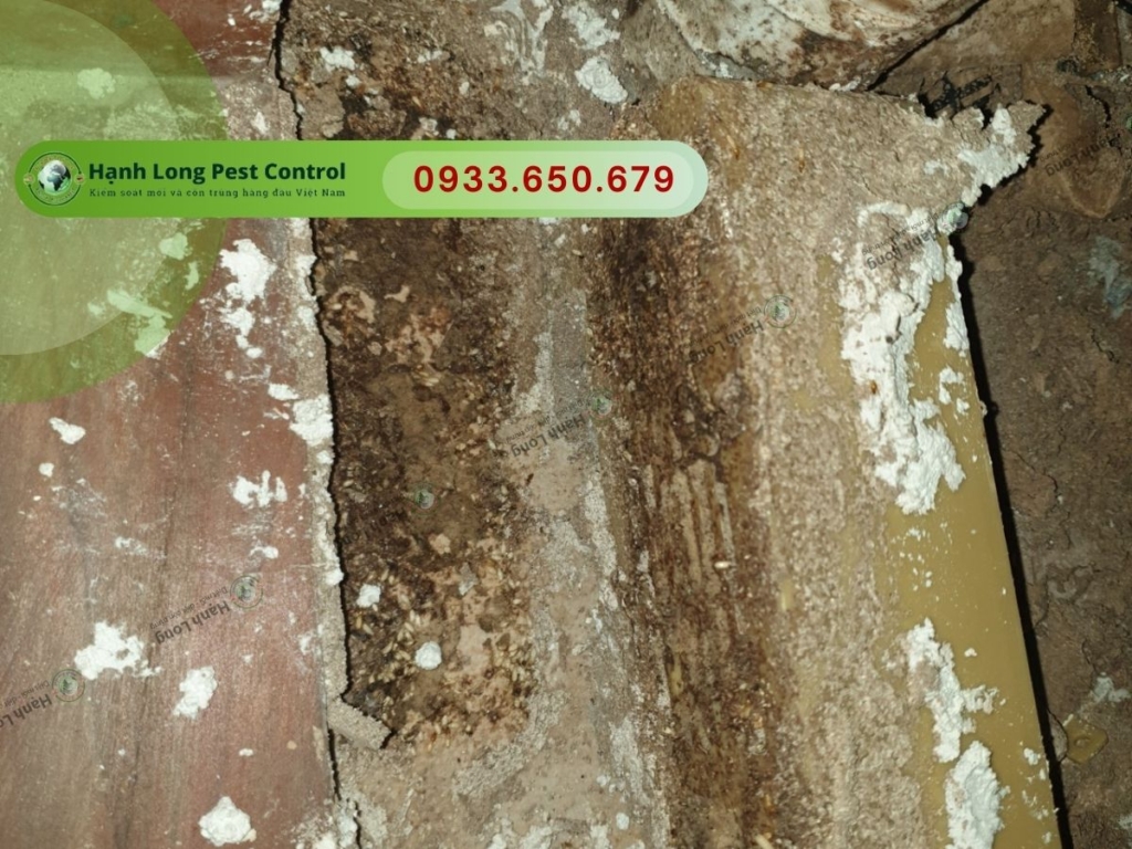 Công ty bán thuốc diệt mối chính hãng